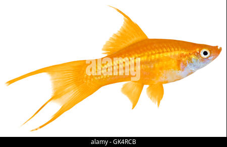 Haustier Aquarienfische Stockfoto