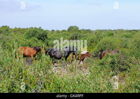 Wildpferde in der Giara Hochebene Giara di Gesturi, Gesturi, Sardinien, Italien, Europa Stockfoto