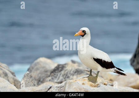 Nazca Tölpel (Sula granti) Erwachsene in der Kolonie, Galapagos Islands National Park, Espanola (Haube) Insel, Punta Suarez, Ecuador Stockfoto