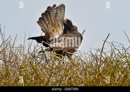 Galapagos Hawk Buteo Galapagoensis, Galapagos Islands National Park, Espanola (Haube) Island, Punta Suarez, Ecuador Stockfoto