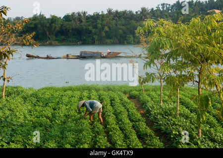 26. März 2007, Hue, Vietnam---Mann tendenziell Felder Fluss---Bild von Jeremy Horner © Stockfoto