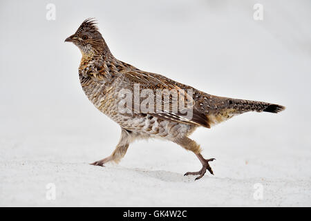 Ruffed Grouse (Bonasa Umbellus), Greater Sudbury, Ontario, Kanada Stockfoto