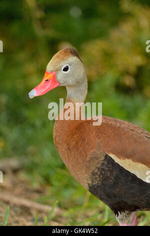 Schwarzbäuchigen Pfeifen Ente (Dendrocygna Autumnalis), South Padre Island Convention Centre, Texas, USA Stockfoto