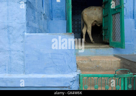 2009, Jodhpur, Indien---Kuh in Tür blau gestrichenen Hauses in alten Jodhpur---Bild von Jeremy Horner © Stockfoto