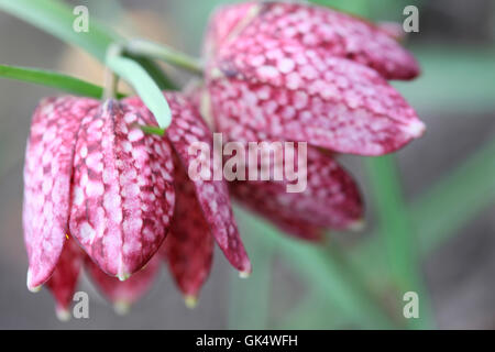 Tanzen rosa Fritillaria Jane Ann Butler Fotografie JABP1582 Stockfoto