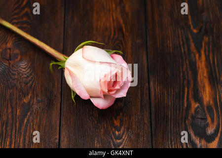 Rose Bud auf dunklem Holz, Nahaufnahme Stockfoto