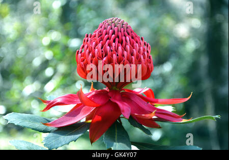 Rot und Magenta Blütenstand von einem einheimischen australischen protea, Waratah (Telopea Speciosissima), in den australischen Busch. Stockfoto