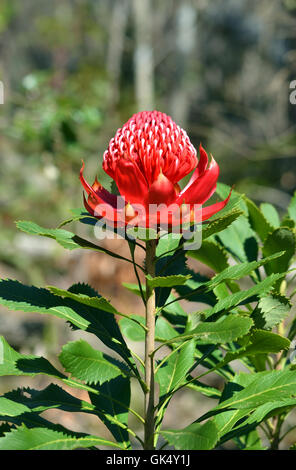 Rote Blüte von einem einheimischen australischen protea, Waratah (Telopea Speciosissima), im hellen Sonnenlicht im Sydney Busch. Flora Stockfoto