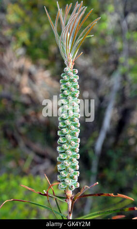 Neue Wachstums- und entrollten Blüten (Knospen) von einem australischen Bottlebrush (Zylinderputzer, Melaleuca) Stockfoto