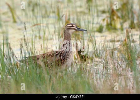 Aufmerksame Garganey Ente / Knaeckente (Anas Querquedula), Weiblich, sitzt im Flachwasser zwischen Reed Grass. Stockfoto