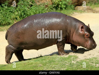 Cub-Baby-Jungtier Stockfoto