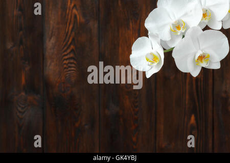 Weiße Orchidee Blume mit Tropfen auf einem hölzernen Hintergrund, Nahaufnahme Stockfoto