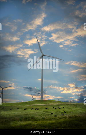 Windkraftanlagen am späten Nachmittag mit Kühen im Vordergrund Stockfoto