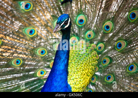 Schöne Pfau zeigt seine Federn Stockfoto