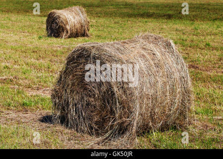 Trockene Runde Heuballen auf Feld, natürlichen Hintergrund Stockfoto