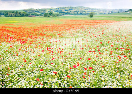 Wiese Blume Pflanze Stockfoto