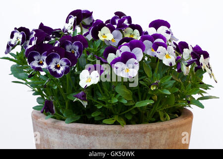 Horn Veilchen, Viola Cornuta, Blüten, Schnee, Blume, Garten, Blume