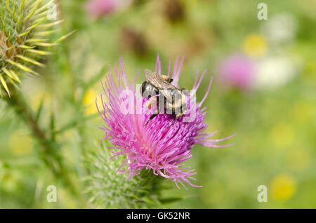 Biene auf Bull Distel. Stockfoto