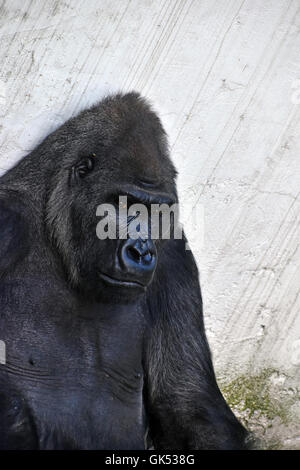 Ein männlicher Gorilla im Zoo, sitzend, Nahaufnahme Hochformat Blick in die Kamera Stockfoto