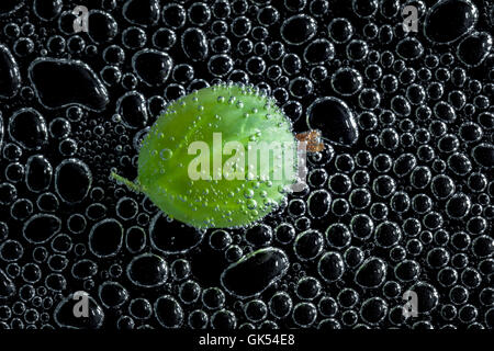 Stachelbeeren Früchte in Mineralwasser, eine Reihe von Fotos. Close-up kohlensäurehaltiges Wasser vor schwarzem Hintergrund Stockfoto