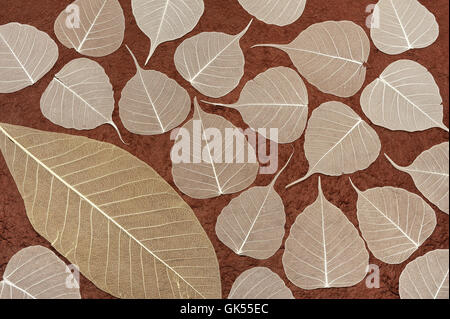 Blatt Blätter trocken Stockfoto