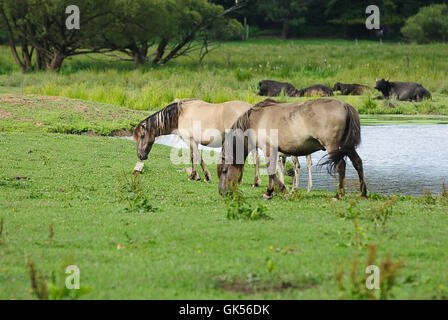 Pferd Pferde pony Stockfoto