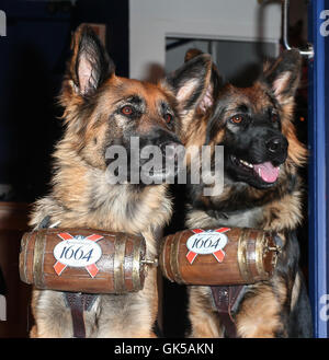 Kronenbourg 1664 eröffnen Pop bar Bar d ' Alsace-Tian in Soho, London. Die Bar hat zwei sehr clever elsässischen Hunde als Kellner beschäftigt, die Bier an durstige Kunden liefern, von einer Flasche in einem Fass befestigt um den Hals tragen. Bar d ' Alsace-Tian ich Stockfoto