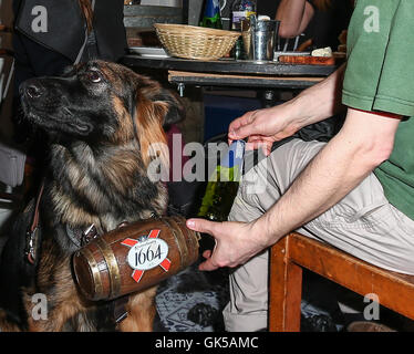 Kronenbourg 1664 eröffnen Pop bar Bar d ' Alsace-Tian in Soho, London. Die Bar hat zwei sehr clever elsässischen Hunde als Kellner beschäftigt, die Bier an durstige Kunden liefern, von einer Flasche in einem Fass befestigt um den Hals tragen. Bar d ' Alsace-Tian ich Stockfoto