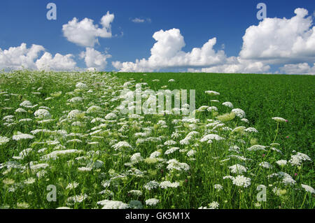 Blume Pflanze wild Stockfoto