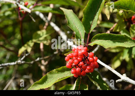 Eine Reihe von roten Holunder (Sambucus Racemosa) aus dem Norden von Norwegen. Stockfoto