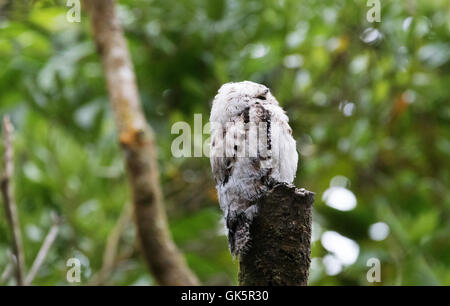 Ein Jugendlicher große aber Vogel (Nyctibius Grandis), Monteverde, Costa Rica, Mittelamerika Stockfoto