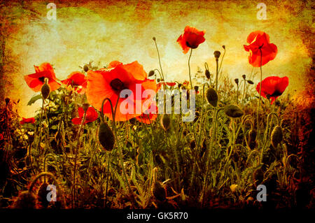 Ambient Retro-Mohn Stockfoto