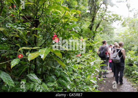 Monteverde Cloud Forest; eine Gruppe von Menschen zu Fuß im Nebelwald, Monteverde, Costa Rica, Mittelamerika Stockfoto