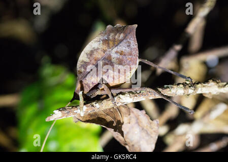 Ein Blatt mimischen Insekt oder Blatt mimischen Grashuepfer, Costa Rica, Mittelamerika Stockfoto
