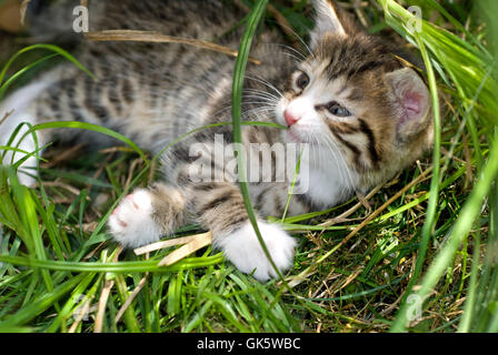 Tier Haustier Jungtier Stockfoto