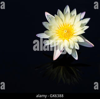 Weiße Seerose auf schwarzem Hintergrund mit Reflexion Stockfoto
