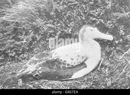 Der Wanderalbatross (*Diomedea exulans*) ist bekannt für seine beeindruckende Flügelspannweite, die größte aller lebenden Vögel. Dieses Bild zeigt ein Nest auf Antipodes Island, einem abgelegenen Ort im südlichen Ozean. Stockfoto