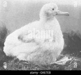 Ein junger Wanderalbatross (Diomedea exulans) ist auf Dosn auf Antipodes Island abgebildet. Diese Art, bekannt für ihre Langstreckenflugfähigkeit, kommt vor allem im südlichen Ozean vor. Stockfoto