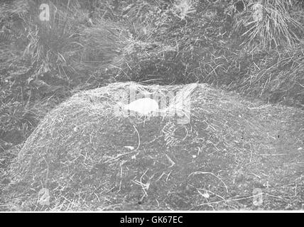 Der Wanderalbatross (Diomedea exulans), bekannt für seine größte Flügelspannweite aller lebenden Vögel, nistet auf der abgelegenen Antipodes Island. Dieses Bild zeigt das Vogelnest und das Ei und bietet einen Einblick in das Brutverhalten und den Lebensraum dieses Seevögels. Stockfoto