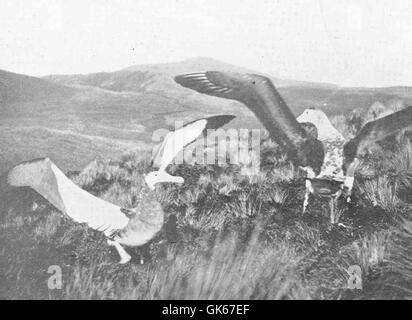 Wanderalbatrosse (Diomedea exulans), bekannt für ihre große Flügelspanne, werden während ihrer Paarungsrituale auf Antipodes Island gefangen genommen. Diese Art ist bekannt für ihre langen Wanderungsmuster und ihren ozeanischen Lebensstil. Stockfoto