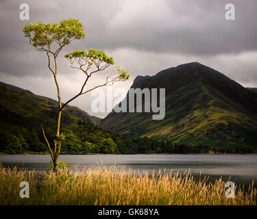 Einsamer Baum Buttermere Seenplatte Cumbria England Stockfoto