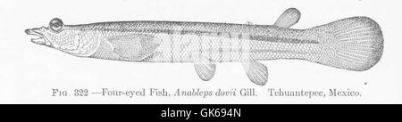 51859 vier – Eyed Fish, Anableps Dovii Gill Tehuantepee, Mexiko Stockfoto