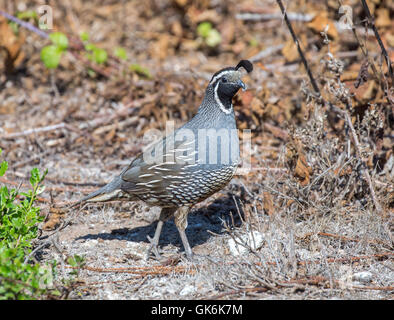 Kalifornien Wachtel (Callipepla californica) männlichen Erwachsenen auf dem Boden. Stockfoto