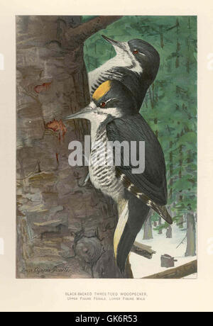 41891 Black-Backed Three-Toed Specht obere Figur weiblich, untere Figur männlich Stockfoto