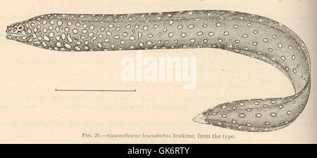Diese antike Illustration der Art Gymnothorax leucostictus (ein Muränen) von Jenkins stammt aus einer alten Handschrift. Das Bild zeigt den Aal in komplizierten Details und unterstreicht die wissenschaftlichen und künstlerischen Praktiken der damaligen Zeit bei der Darstellung der Meereslebewesen. Stockfoto