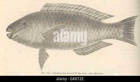 Eine Illustration von *Pseudoscarus troschelii*, einer Papageienart, von Bleeker, die die anatomischen Besonderheiten dieses Fisches darstellt. Die Vintage-Illustration fängt die lebendigen Farben und einzigartigen Eigenschaften dieser Art in einem antiken Stil ein, der charakteristisch für wissenschaftliche Zeichnungen aus dem 19. Jahrhundert ist. Stockfoto