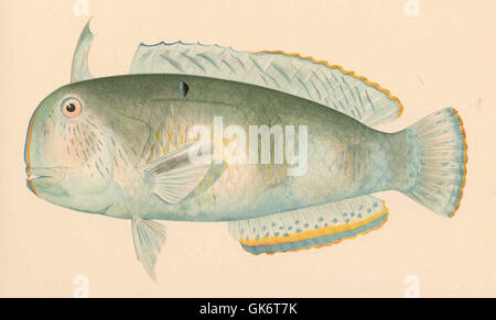 Eine Illustration von *Inistius pavoninus* (Cuvier & Valenciennes), einer Art von Rochenflossen-Fisch, gefunden in einem Vintage-Buch. Die Skizze zeigt die frühen wissenschaftlichen Zeichnungen der Meereslebewesen im 19. Jahrhundert. Stockfoto