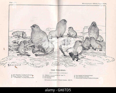 Diese Illustration, die eine Pelzrobbe darstellt, erfasst die natürliche Schönheit des Tieres in feinen Details. Die Zeichnung, die aus einem Vintage-Buch stammt, bietet ein Beispiel für frühe zoologische Illustrationen und Tierstudien. Stockfoto