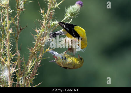 Männliche und weibliche Stieglitze gehockt Distel Pflanze Stockfoto