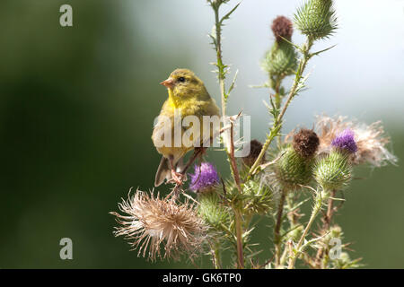 Weibliche Stieglitz Sitzstangen auf Distel Pflanze Stockfoto